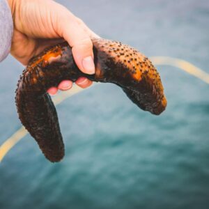Person Holding a Warty Sea Cucumber